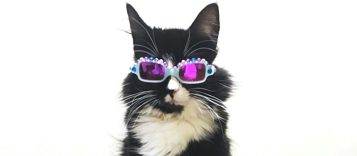 
			
TRUFFLES, AMBASSADOR FOR VISION
			
		