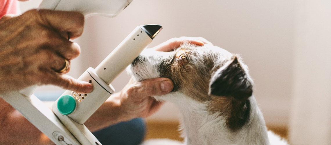 
			
LOOKING INTO YOUR PET’S EYES <br> &nbsp;
			
		